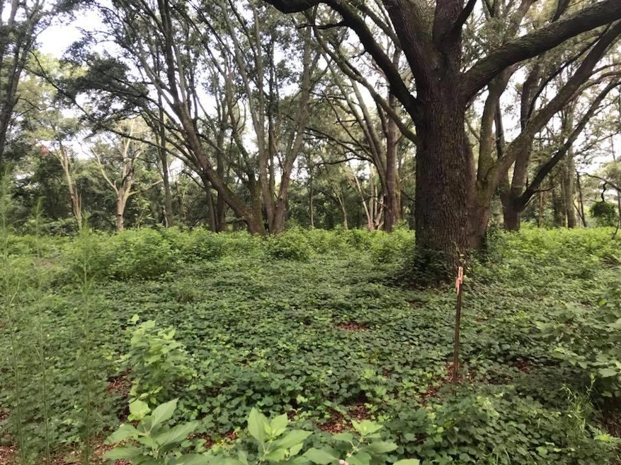 000 Leahs Row, Ambrose, GA 31512 - photo 1