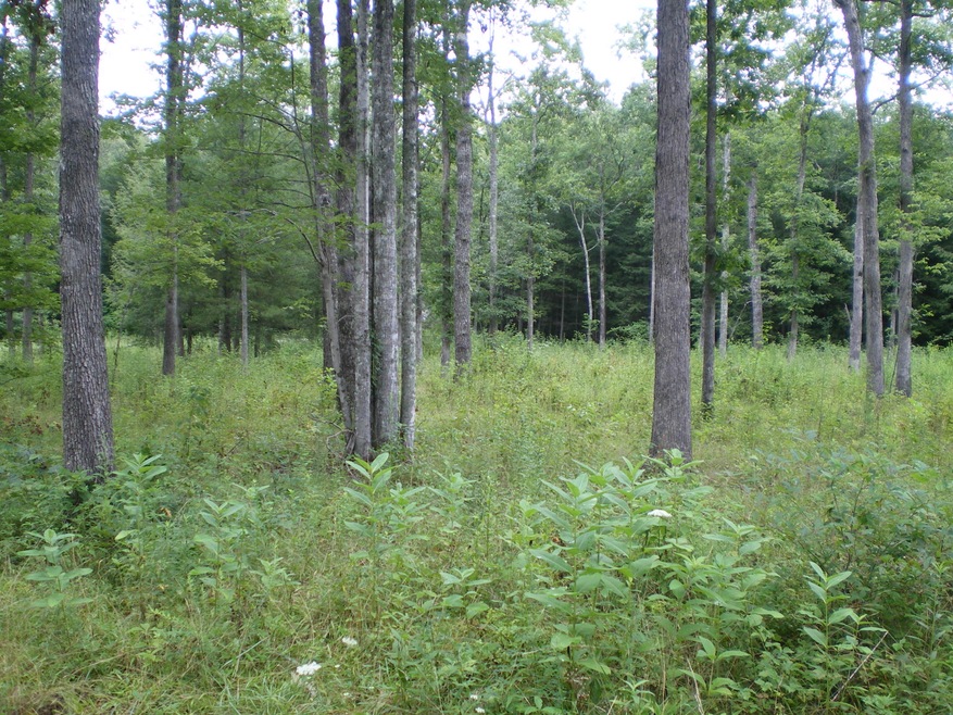 IMGP0016