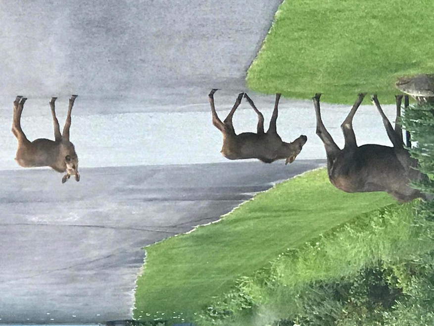 Local wildlife