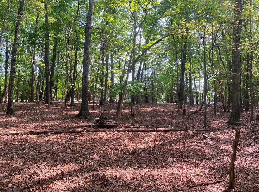 Rock Cliff Woods