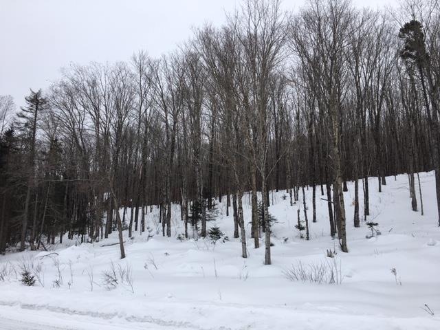 Lot 42-43 Daniel Beard Rd, Pittsburg, NH 03592 - photo 1