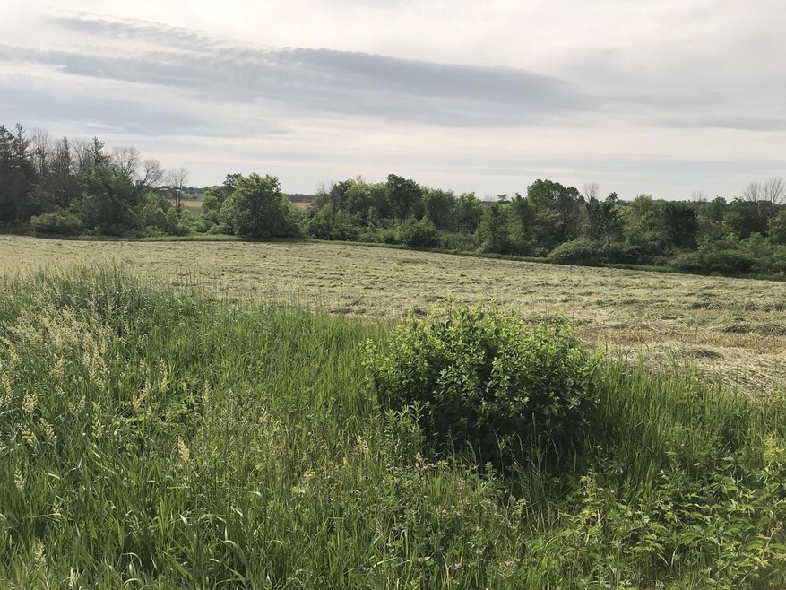 Land Edged with Trees