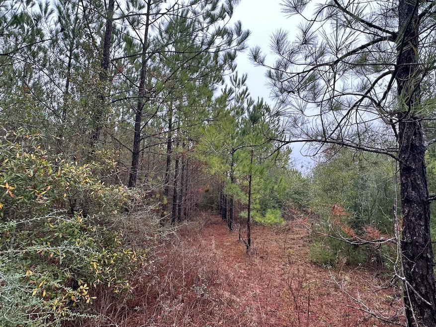 Tract#6418 Mattox Springs Rd unit North 2, Caryville, FL 32427 - photo 1