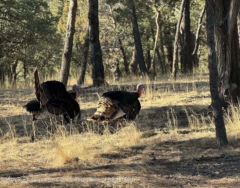 Lot 26 Turkey