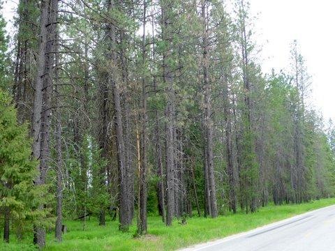 XXXXX Sand Canyon Rd, Chewelah, WA 99109 - photo 1