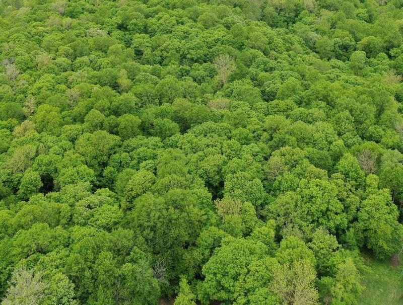 0 Tbd Ne Rock Lake Rd unit 24708710, Rochert, MN 56578 - photo 1