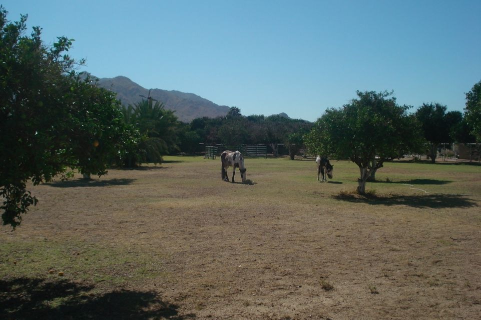 Desert Oasis