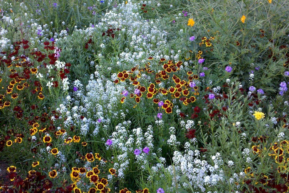 Gorgeous Wild Flowers Every Summer
