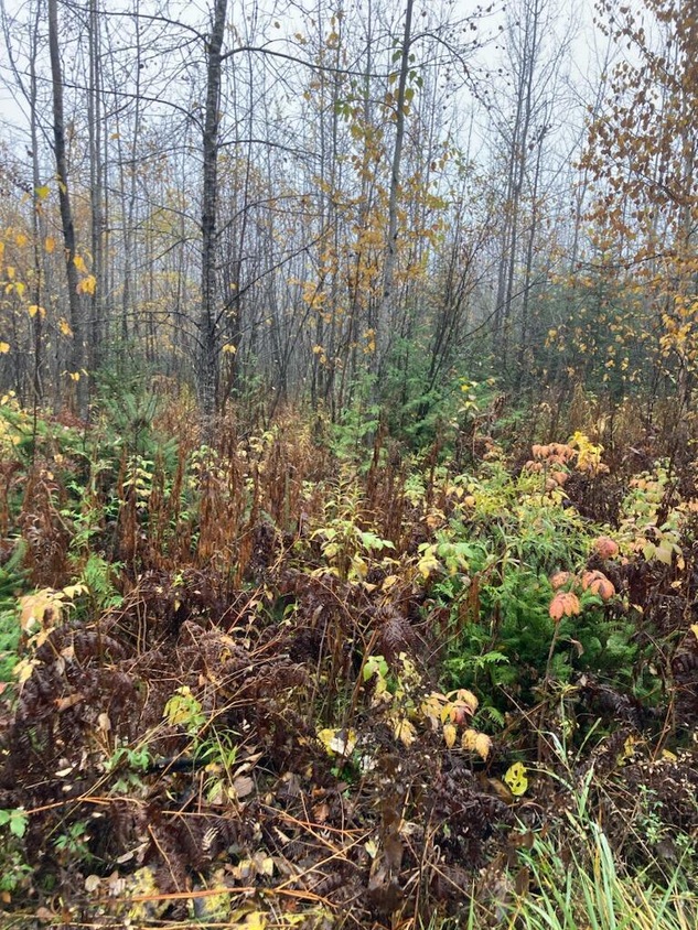 00 Old Rd N, Detour Township, MI 49725 MLS 231021