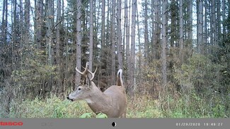 40 Acres Forks Rd, Merrill, WI 54452
