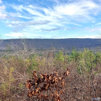 40.21 Acres County Road 239, Valley Head, AL 35989