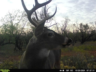 0 County Road 421, Merkel, TX 79536