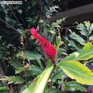 531 Kuanana St, Paia, HI 96779
