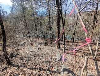 Lt 409,446 Blue Springs Ln, Ruth C Township, MO 65737
