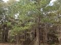 0 Dove Ln Unit 263896, Perry, FL 32348