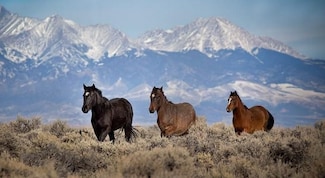 0 Wild Horse Dr, San Luis, CO 81152
