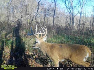 10967 E 700th Ave, Watson, IL 62473