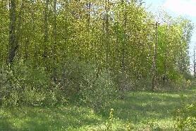 0 Weaver Rd Unit (3.70 Acres) 280526, Fairview, MI 48621