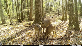 Brooks Rd, Hurtsboro, AL 36860