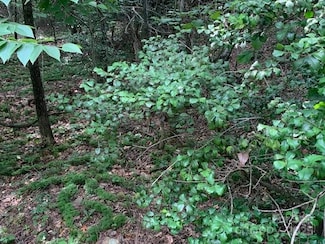 7.67 AC. Holbert Cove Rd Unit 7.67 AC., Saluda, NC 28773