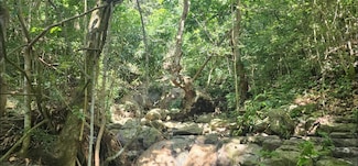 Carr. 412, Km. 4.8 Calle Pascual Nieves Bo Calvache, Rincon, PR 00677