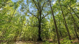 55.4 Acres Ga Highway 355, Buena Vista, GA 31803