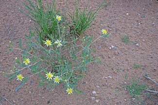 Lot 125 Rancho Rio Grande Unit 11E, Los Lunas, NM 87031