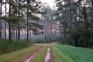 Hwy 321, Scotia, SC 29922