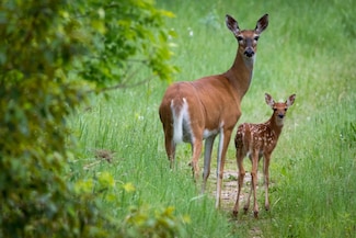 315XX Leaf River Road Tract C, Ottertail, MN 56571