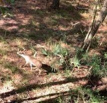 TBD Palmetto, Magnolia, TX 77354