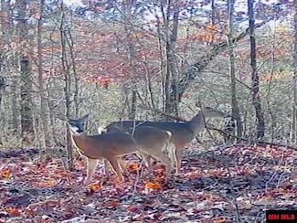 700 Little Buck Ln, Pyatt, AR 72687