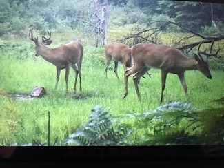 0 80th Ave, Evart, MI 49631