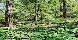 18176 Hwy 116, Guerneville, CA 95446