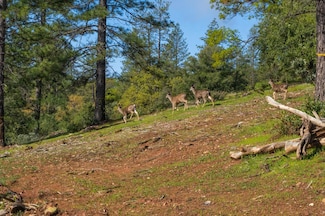 42 Petersen Ranch Dr, Pine Grove, CA 95665