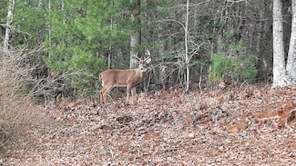 Lot B8 Bent Wood Ln, Blue Ridge, GA 30513