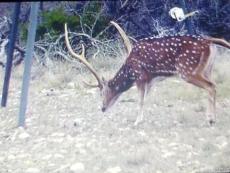 LOT 72 Axis Draw, Rocksprings, TX 78880