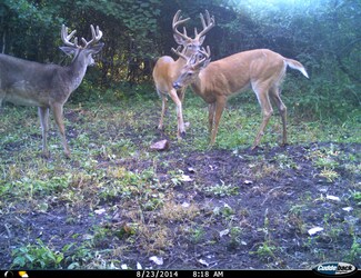 6700 Herrington Rd, Webberville, MI 48892