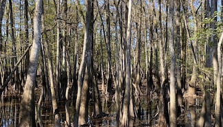 0 Reynolds Rd, Tensaw, AL 36579