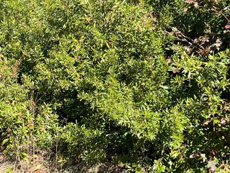 0 Ardwick Rd, Johns Island, SC 29455