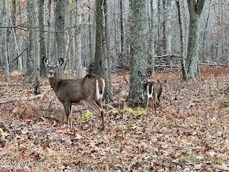 149 Mountain Top Rd, Lackawaxen, PA 18435