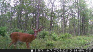 00 N Irons Rd, Irons, MI 49644
