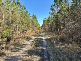 003 SE Brushy Hammock Rd, Mayo, FL 32066