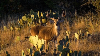 917 Bear Springs Rd, Mason, TX 76856