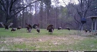 0 Green Door Rd, Eupora, MS 39744