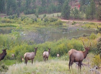10223 Trail Creek Rd, Florissant, CO 80816