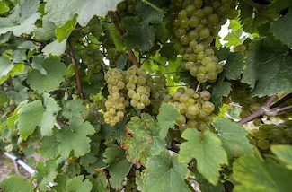 0 Hammond Rd, North East, PA 16428