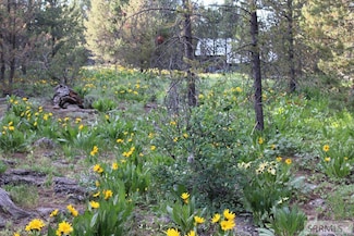 0000 Buffalo Dr, Island Park, ID 83429