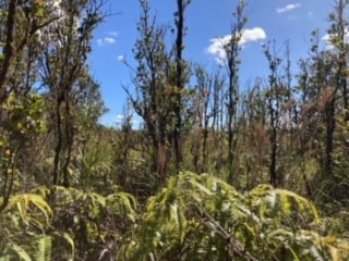 0 Laupaka St, Fern Forest, HI 96778