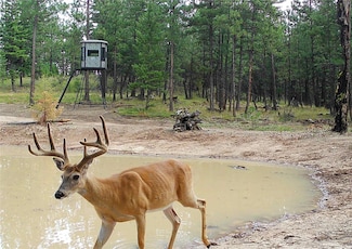 TBD Tbd, Plains, MT 59859