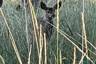 31 Trinidad Ave, Timberon, NM 88350